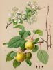 Malus sylvestris